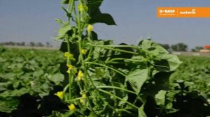 Проликс F1 - рекордсмен выносливости!