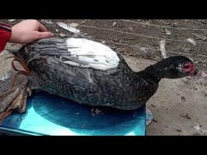 Мускусные утки лаванда, серебро, изумруд, голубые какой вес