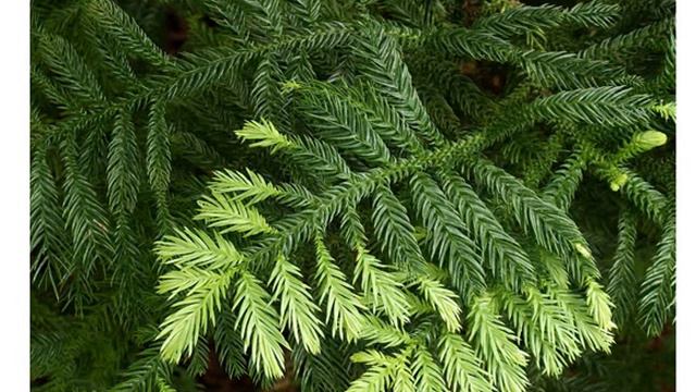 Араукария каннингема Araucaria cunninghamii купить продажа смотреть онлайн