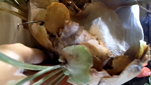 Мой папоротник оленьи рога смотреть онлайн