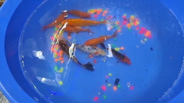 Colorful Aquarium | Koi Fish, Butterfly Fish, Goldfish, Betta fish, Catfish, Animals Videos 103 смотреть онлайн