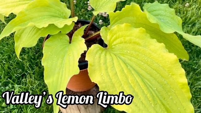 Слайдшоу хосты в моём саду(сорта подписаны) смотреть онлайн