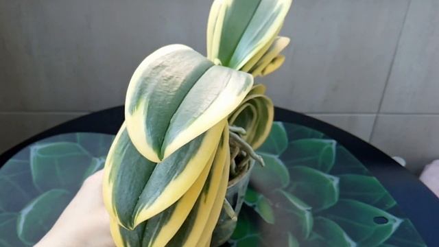 Phal.Sogo Yenlin 