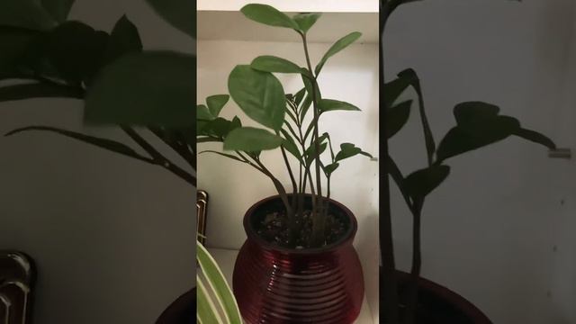 ZZ Plant Attracting Money #viral #short #growingwithflor #florgenargue #electroculture #gardening смотреть онлайн