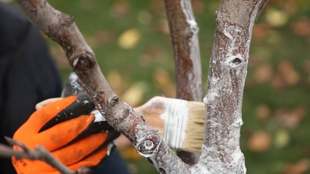 ДАЧНИКИ: ПОЧЕМУ ВАЖНА ОСЕННЯЯ ПОБЕЛКА ДЕРЕВЬЕВ смотреть онлайн