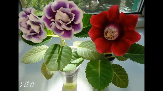 Мое слайд-шоу Цветы смотреть онлайн