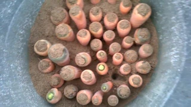 20170929 морковь на зиму в песке эпиод1 смотреть онлайн