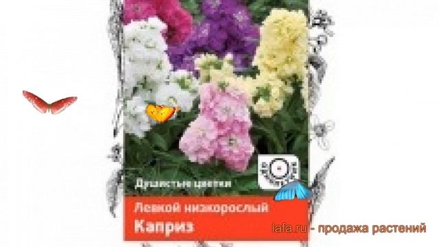 Левкой низкорослый Каприз (kapriz) ? левкой Каприз обзор: как сажать семена левкоя Каприз смотреть онлайн