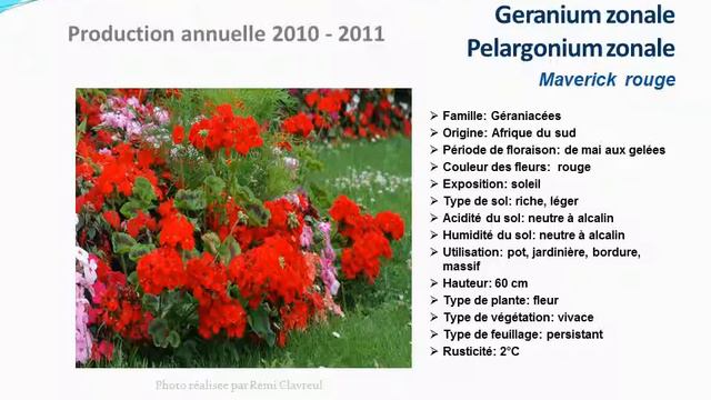 conseils jardinage:Geranium pelargonium zonale Maverick rouge: fiche technique plante annuelle смотреть онлайн