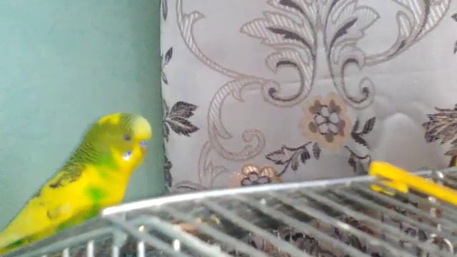 Попугай танцует смотреть онлайн