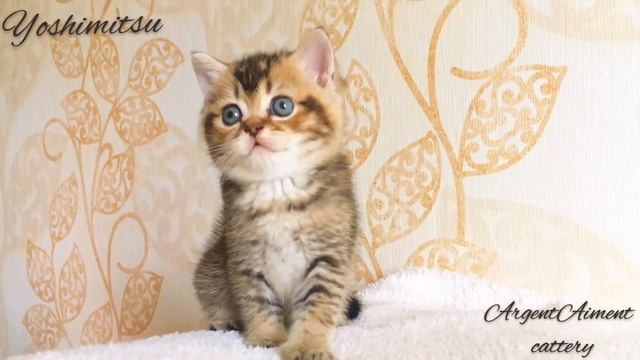 ❤️Yoshimitsu❤️ scottish straight chinchilla boy смотреть онлайн