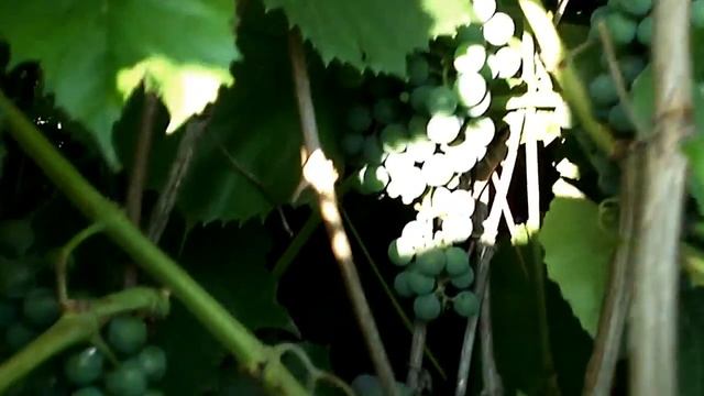 Виноград ИЗАБЕЛЛА. Кузбасс. Сибирь. смотреть онлайн