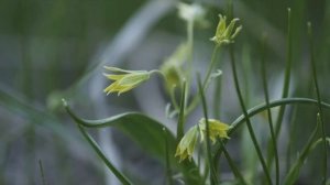 Гусиный лук. Гадючий лук. Самое заурядное растение