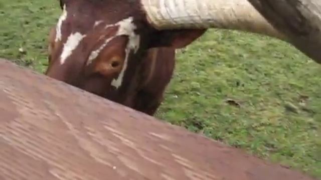 Watusi Cow смотреть онлайн