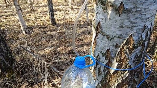 Хороший и бережный способ сбора берёзового сока. смотреть онлайн