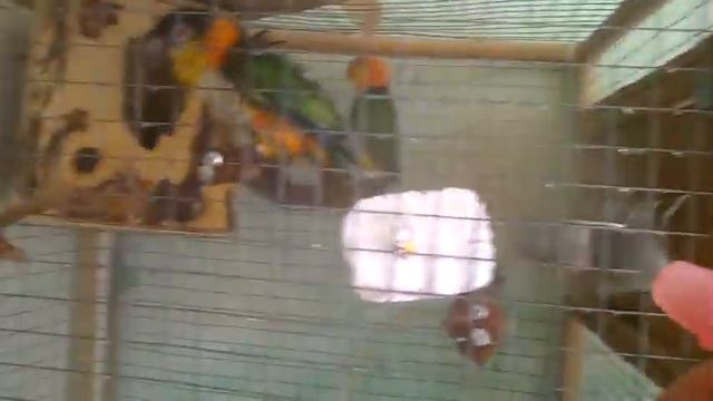 купание Каиков летом смотреть онлайн