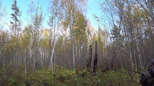 Стрелял как из пулемёта! Охота по чернотропу на зайца с Русскими гончими! смотреть онлайн