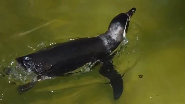 ГАЛИНА КУЗОРО = ШВЕРИНСКИЙ ЗООПАРК-3 смотреть онлайн