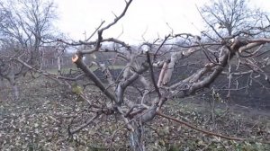 Обрезка яблони.  Коротко и просто.