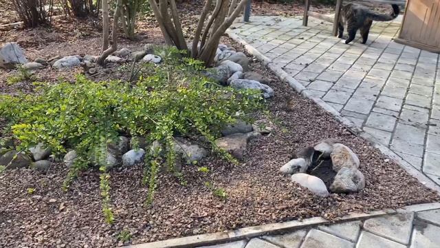 ЗАКРЫЛА ДАЧНЫЙ СЕЗОН. Осенняя посадка роз, туй, спиреи. Обрезка гибискуса.