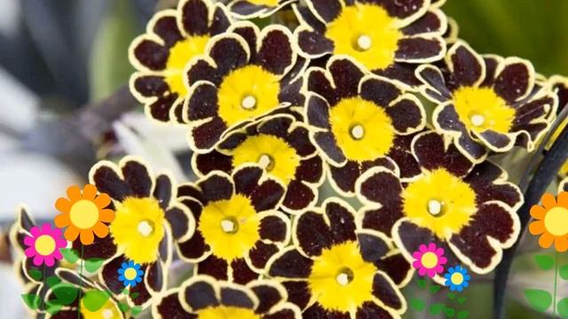 Примула высокая (Silver lace red). Краткий обзор, описание характеристик, где купить саженцы смотреть онлайн