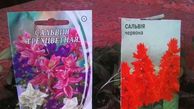 Сальвия (шалфей) блестящая и трехцветная.Выращивание из семян. смотреть онлайн