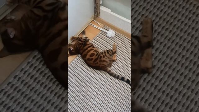 Любимая игрушка кота Лео