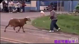 Злой дикий баран