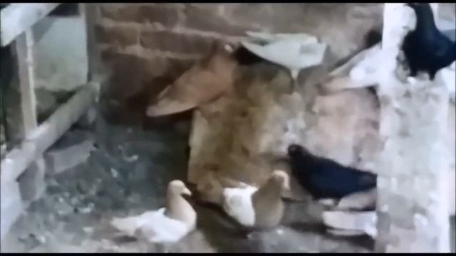 Самые Длинноклювые Голуби - Новая коллекция Голубеи (Aндрей Tюнин , K.Kрай ст Hекрасовская) смотреть онлайн