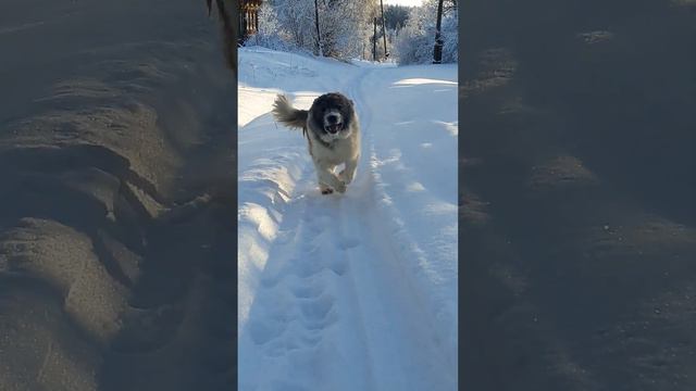 Прогулка с Гердой до поля😊 смотреть онлайн