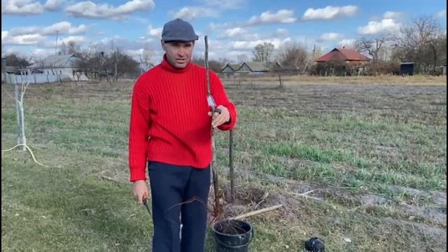 Осеняя посадка саженцев.Пример посадки саженцев смотреть онлайн