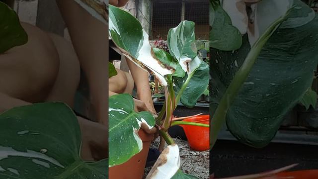 white princess propa.. смотреть онлайн