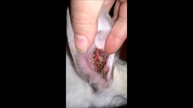 Ушной клещ! Псороптоз у кроликов! Лечение смотреть онлайн