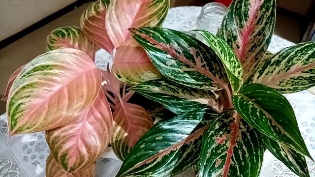 Почему блестят листья, какое удобрение на пользу цветам и парочка новичков. смотреть онлайн