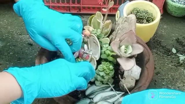 MOTHER & DAUGHTER PLANT ARRANGEMENT DURING HOLIDAY || KUNG HEI FAT CHOI 2022