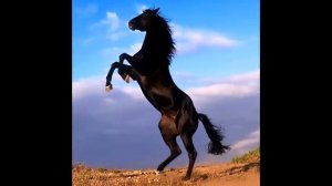 Далеко, далеко ускакала в поле молодая лошадь.