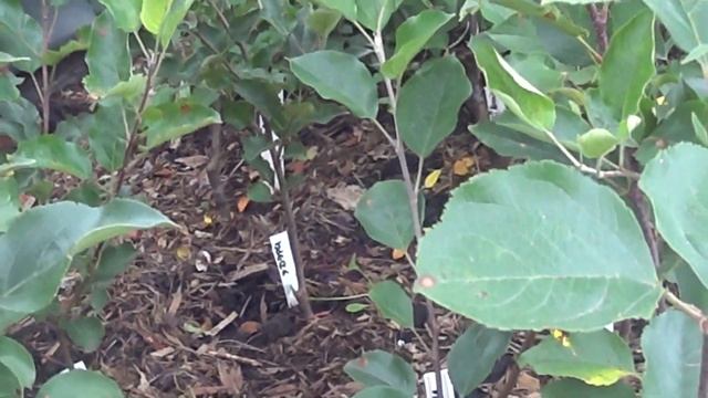 коллекционные сорта яблонь руж розе кариот7 здера мари поса роя топ рэд моди джеромини и др смотреть онлайн