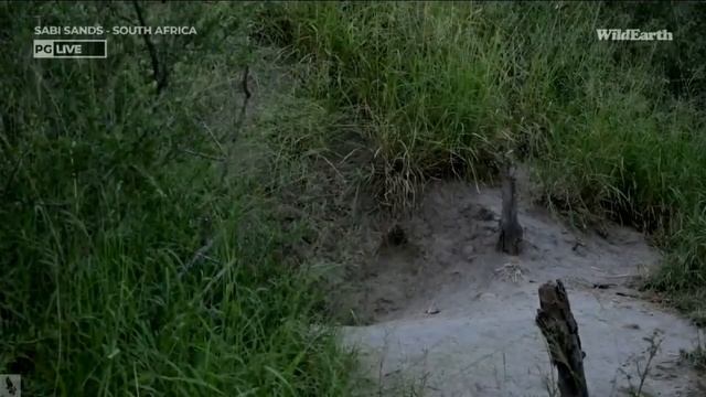 Wild Earth ~ Hyena Den Activity ~ February 9, 2022 смотреть онлайн