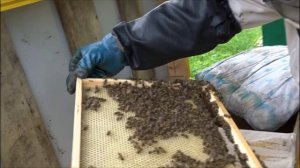 НЕ ПОКУПАЙТЕ ПЧЕЛОПАКЕТЫ С УЗБЕЧКОЙ. ЗАМЕНА МАТКИ В ПЧЕЛОПАКЕТЕ С УЗБЕЧКОЙ.