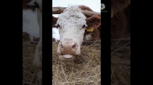 А ВЫ ЗНАЛИ КАК ЖУЁТ КОРОВА?😁#коровы#герефорд#деревня