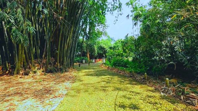 Walking Tour | Bogor Botanical Gardens (Kebun Raya Bogor) - Indonesia смотреть онлайн
