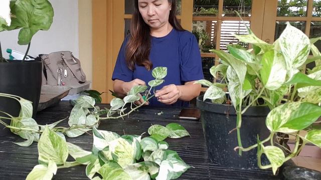 AIR LAYERING MY PHILODENDRON PINK PRINCESS. MORE PROPAGATION, REPOTTING AND POLLING смотреть онлайн
