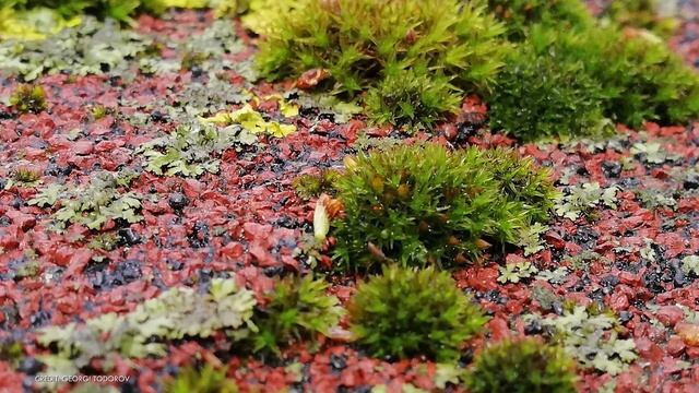 The Tundra Biome And Ice Biome - Biomes#8