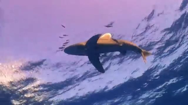 САМЫЕ ОПАСНЫЕ ⛔ ОБИТАТЕЛИ КРАСНОГО МОРЯ В ЕГИПТЕ | ЧАСТЬ1 смотреть онлайн