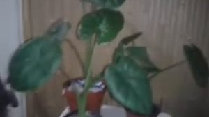 Алоказия Калидора