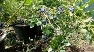 Ранний сорт голубики Дюк. Шикарная урожайность!