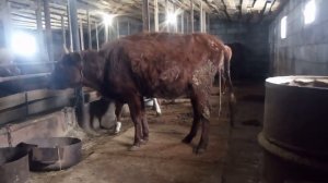 Отел первотелки не без помощи!