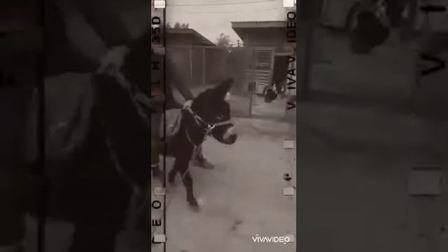 Хар савори дар Москува шахри тверской област смотреть онлайн