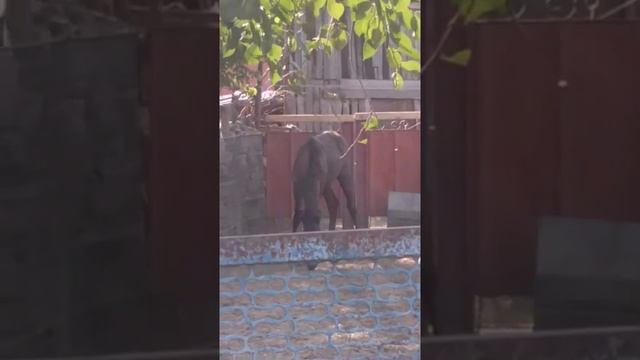 ПОНИ!!! НАСТОЯЩАЯ!!! ЖИВАЯ!!!! смотреть онлайн