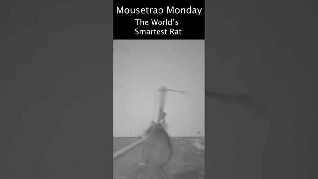 The World's Smartest Rat Sets Off Rat Trap With A Stick. смотреть онлайн